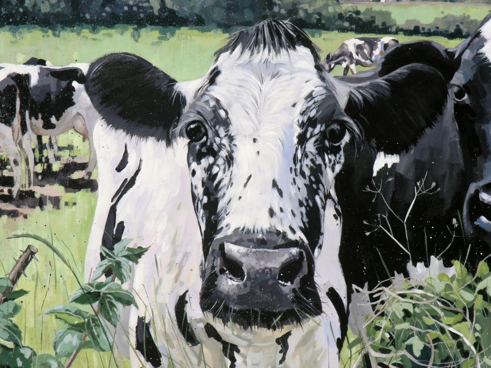 Curious Cow