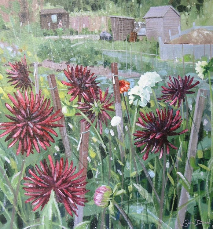 Allotment Dhalias