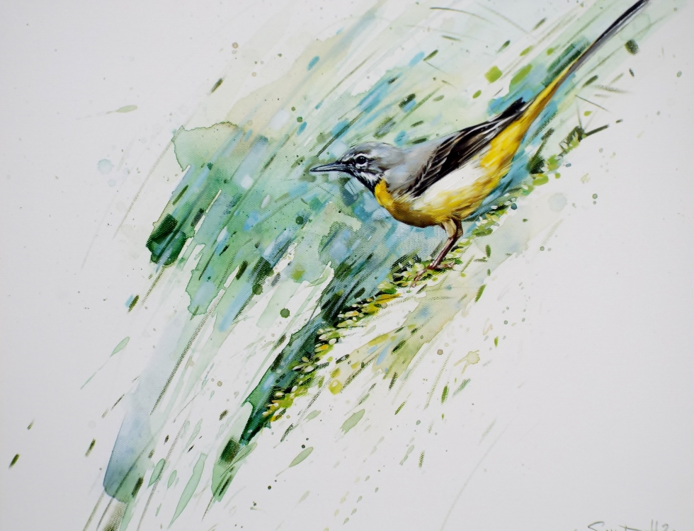 Grey Wagtail