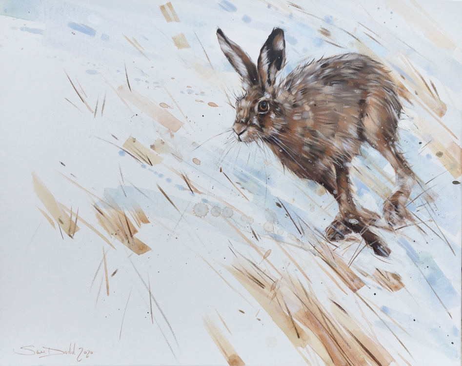 Wild Winter Hare