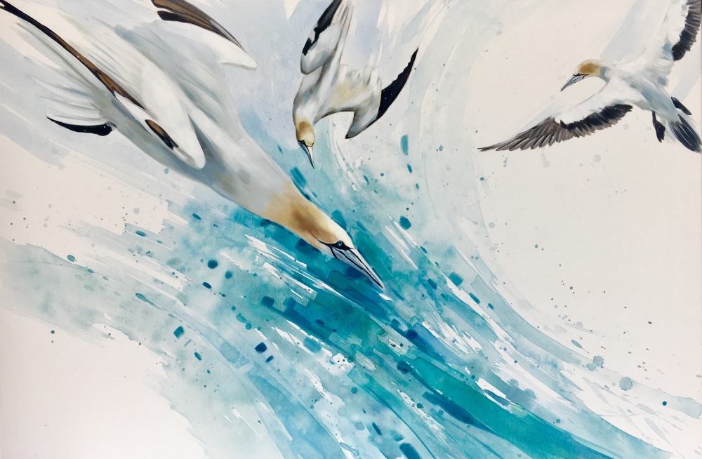 Gannet Dive